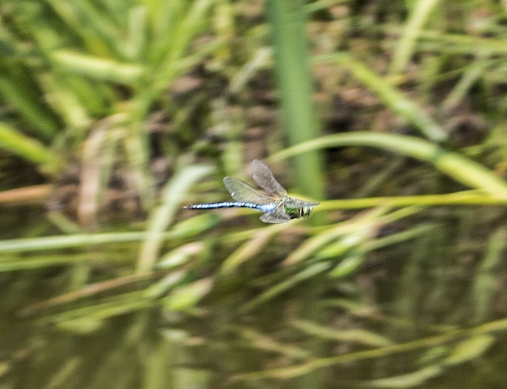 Anax imperator?